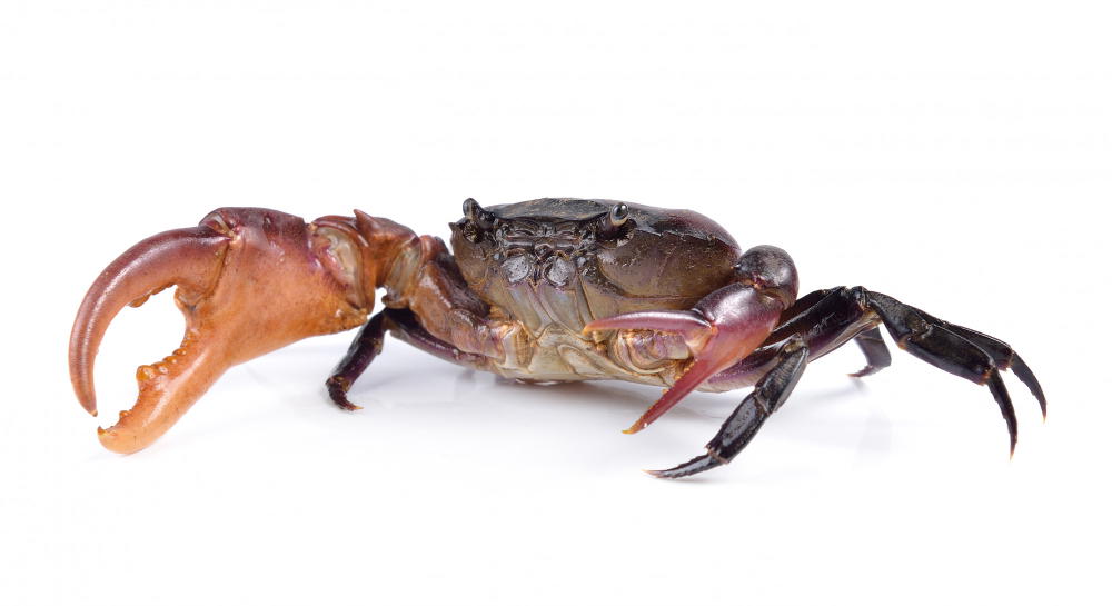 Can You Freeze Crab Meat? And Much More! 6 Can You Freeze Live Crabs