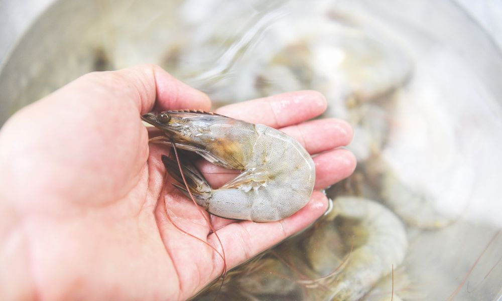 The Ultimate Guide: How Long Does Thawed Cooked Shrimp Last in the Fridge? 4