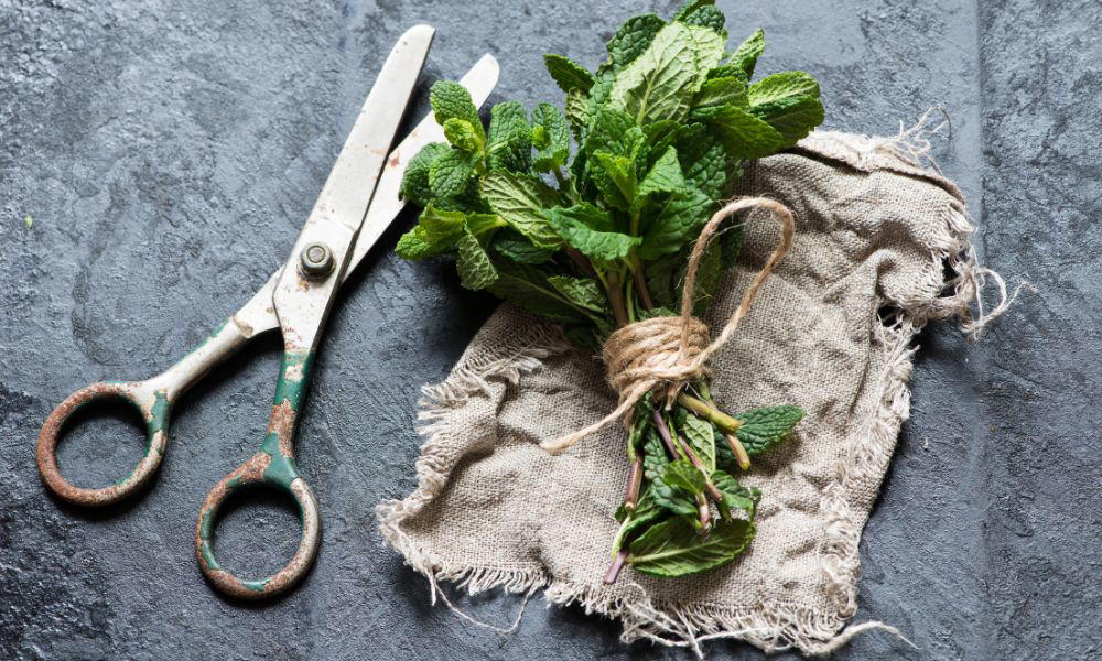 How long does fresh mint last? Maximize Your Mint’s Freshness with These Tips 3