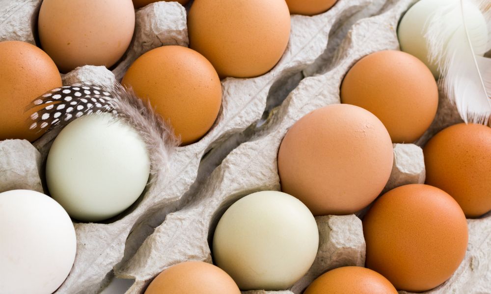 Fresh Eggs Storage Guide: How Long Do Fresh Eggs Last? 1