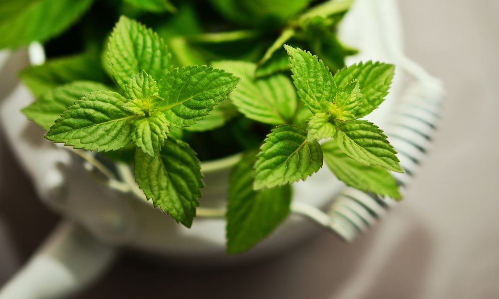 How long does fresh mint last? Maximize Your Mint’s Freshness with These Tips 4