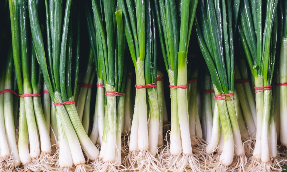 Store Spring Onions in the Fridge Like a Pro: Best Techniques Revealed! 4 Store Spring Onions in the Fridge Like a Pro: Best Techniques Revealed! 2