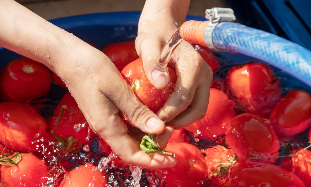 How to Store Tomatoes for a Long Time Without a Fridge: Tips & Techniques 3 How to Store Tomatoes for a Long Time Without a Fridge: Tips & Techniques 2
