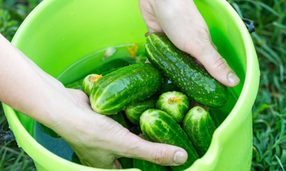 How to Store Cucumbers in the Fridge for Lasting Freshness & Crispness 4 How to Store Cucumbers in the Fridge for Lasting Freshness & Crispness 3