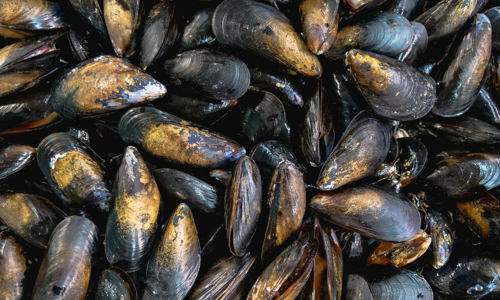 The Ultimate Guide to Storing Mussels: How Long Can You Keep Mussels in the Fridge? 4 The Ultimate Guide to Storing Mussels: How Long Can You Keep Mussels in the Fridge? 3