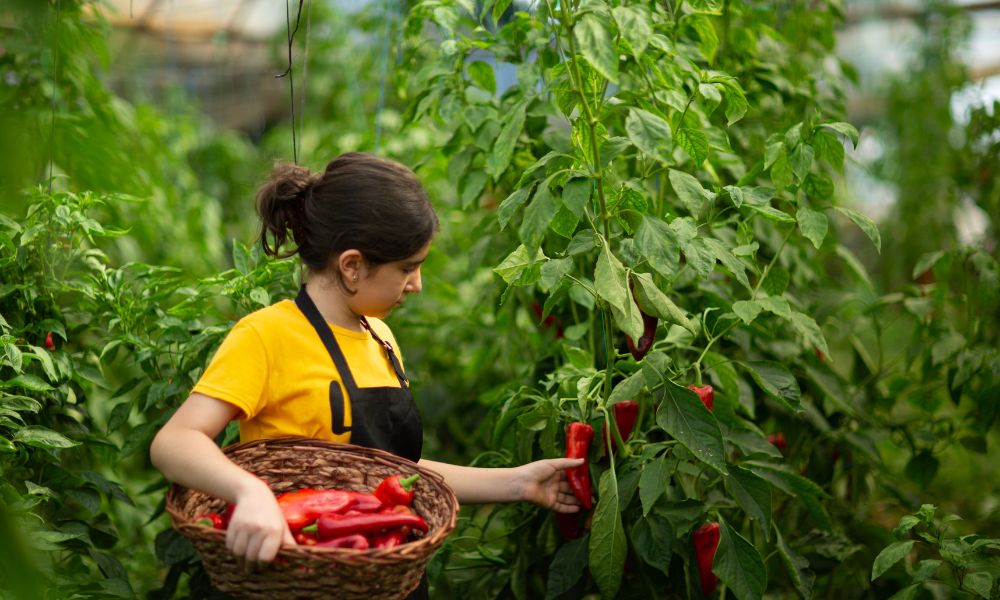 Organic vs. Non-Organic Coffee and Grilled Foods: What's the Real Difference? 2 Organic vs. Non-Organic Coffee and Grilled Foods: What's the Real Difference? 2