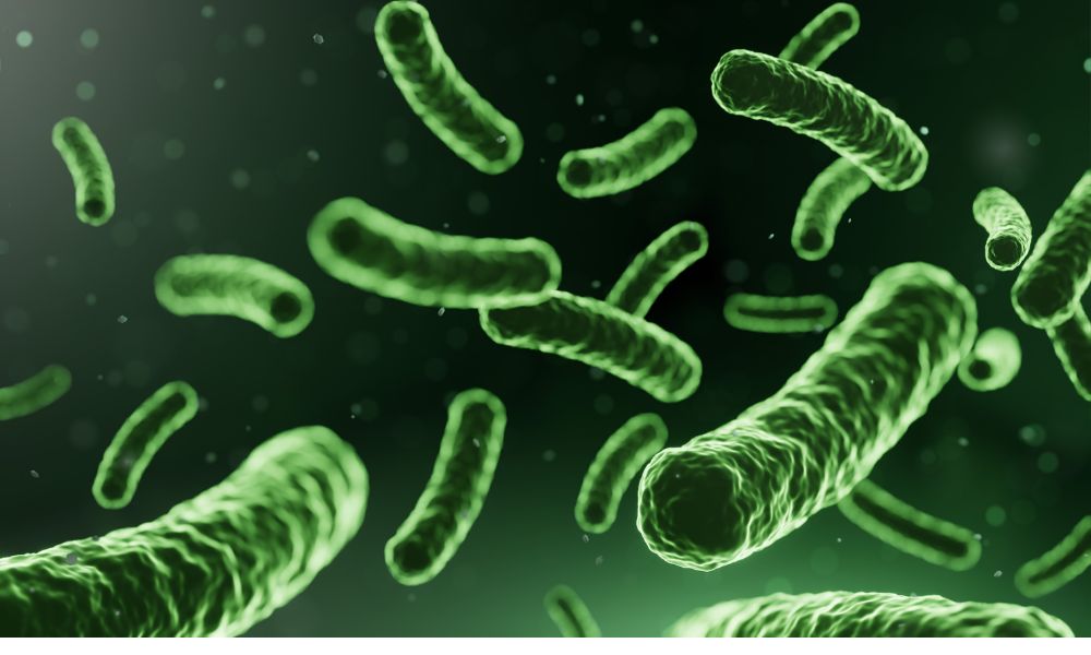 cottage cheese has probiotics